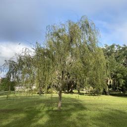 Salix babylonica habit