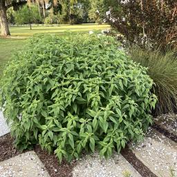 Salvia 'Anthony Parker' habit