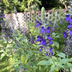 Salvia 'Balsalmisp' (Mystic Spires Blue) flowers