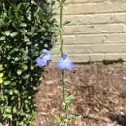 Salvia azurea flower