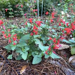 Salvia coccinea (Summer Jewel™ Red) flowering habit