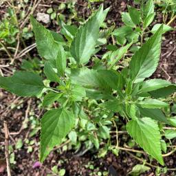 Salvia farinacea 'Augusta Duelberg' foliage