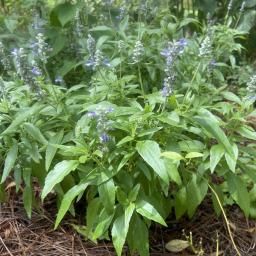 Salvia farinacea 'Fairy Queen' flowering habit