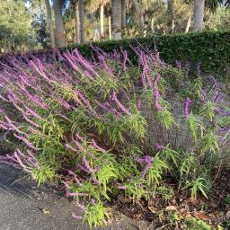 Salvia leucantha 'All Purple' habit