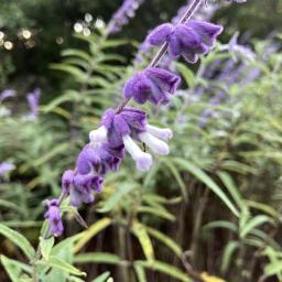 Salvia leucantha flowers