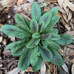  Salvia lyrata foliage