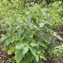 Salvia mexicana habit