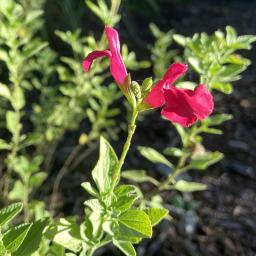 Salvia microphylla 'San Carlos Festival' flower