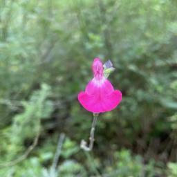 Salvia microphylla 'Wild Watermelon' flower