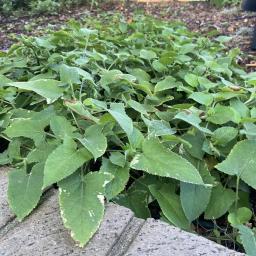 Salvia nipponica 'Fuji Snow' habit