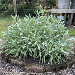 Salvia officinalis habit