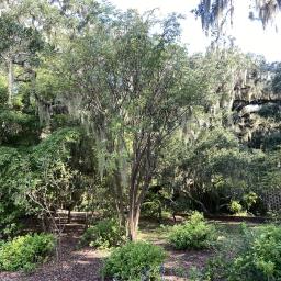 Sambucus canadensis habit