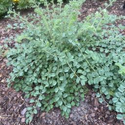 Sanguisorba minor habit