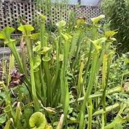 Sarracenia flava var. flava habit