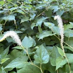 Saururus cernuus flower