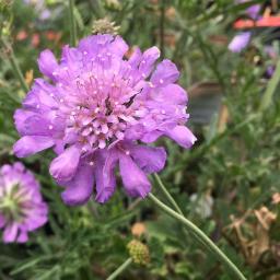 Scabiosa 'Butterfly Blue' flower