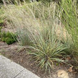 Schizachyrium scoparium habit