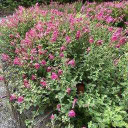 Scutellaria suffrutescens flowering habit