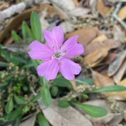 Silene caroliniana var. wherryi 'Short and Sweet' flower