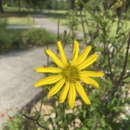 Silphium asteriscus flower