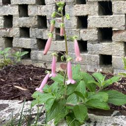 Sinningia 'Arkansas Bells' flowering habit