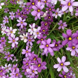 Sisyrinchium angustifolium 'Lucerne' flowers