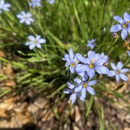 Sisyrinchium angustifolium flower