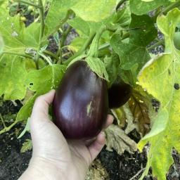 Solanum melongena 'Black Beauty' fruit