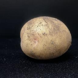 Solanum tuberosum 'Yukon Gold' tuber