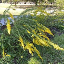 Solidago sempervirens flowering habit