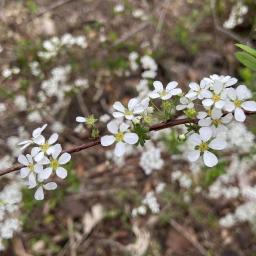 Spiraea thunbergii flowers