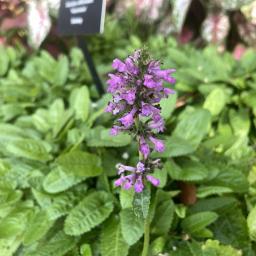 Stachys officinalis 'Hummelo' flowers