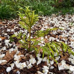 Thujopsis dolabrata 'Aurea' young