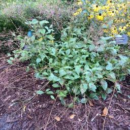 Talinum paniculatum flowering and fruiting habit