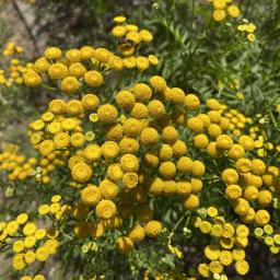 Tanacetum vulgare flowers