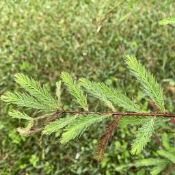 Taxodium mucronatum foliage