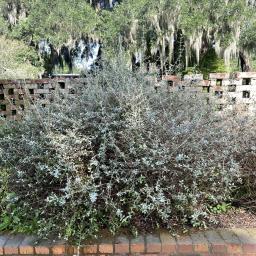 Teucrium fruticans habit