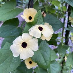 Thunbergia alata 'Amber Eyes' flowers