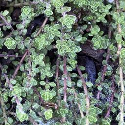 Thymus serpyllum 'Pink Chintz' foliage