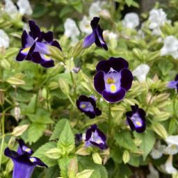 Torenia fournieri (Kauai™ Mixture) flower