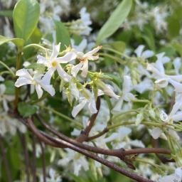 Trachelospermum jasminoides flowers