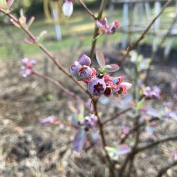 Vaccinium ashei 'Climax' fruit