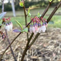 Vaccinium ashei 'Ira' flowers