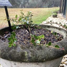 Vaccinium crassifolium 'Bloodstone' habit