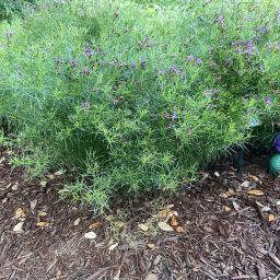 Vernonia lettermannii flowering habit