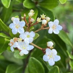 Viburnum obovatum 'Raulston Hardy' flower