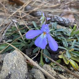 Viola pedata flower