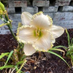 Hemerocallis 'Wachesaw Plantation' flower