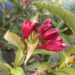 Weigela florida 'Verweig 6' (Sonic Bloom® Red) flowers and flower buds