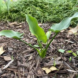 Zantedeschia aethiopica 'Swartberg Giant' habit